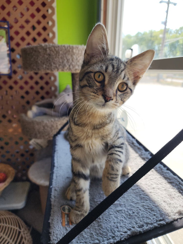 adoptable Cat in Evansville, IN named DeWalt