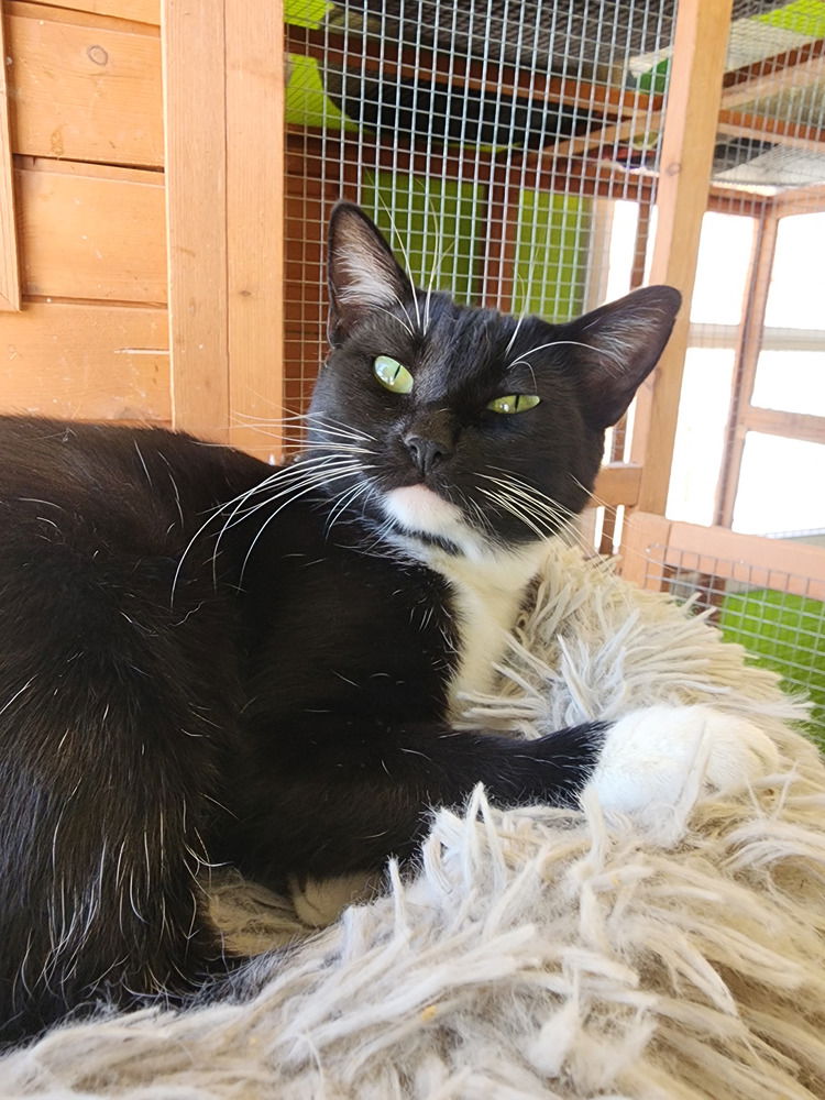 adoptable Cat in Evansville, IN named Evangeline