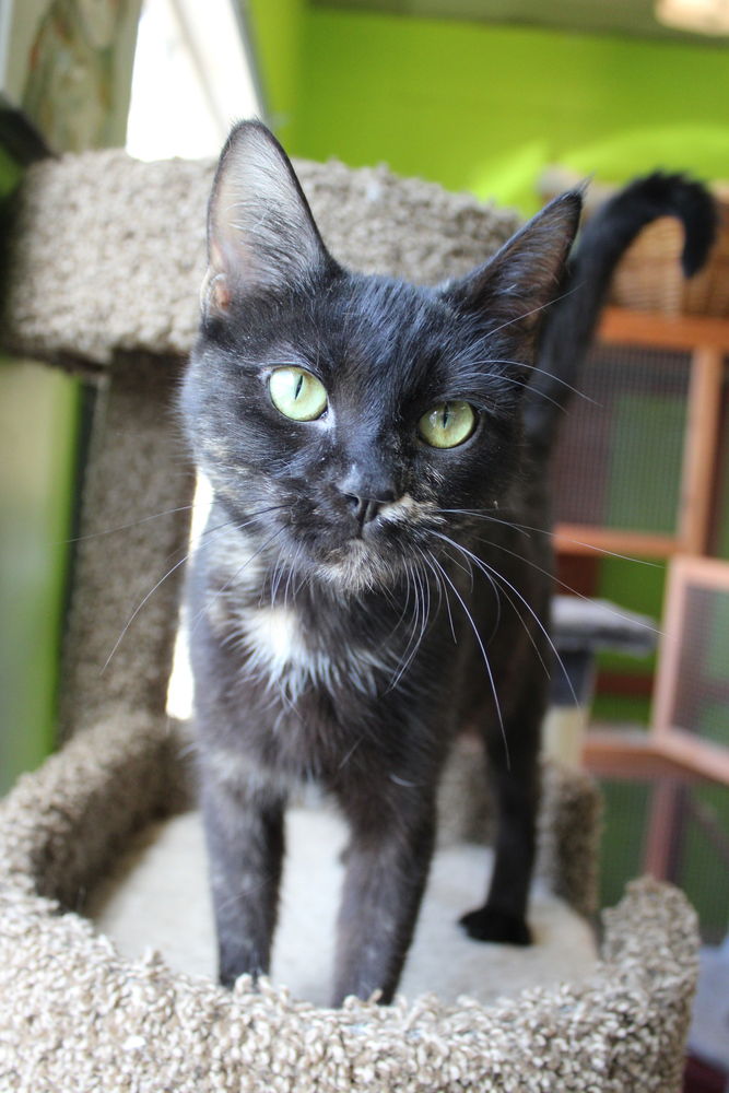 adoptable Cat in Evansville, IN named Peanut