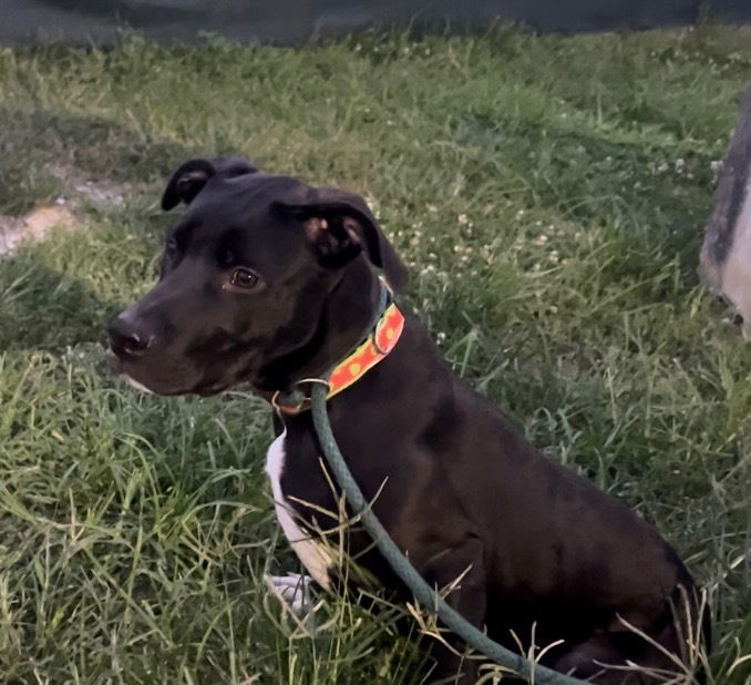 adoptable Dog in Evansville, IN named Scooby