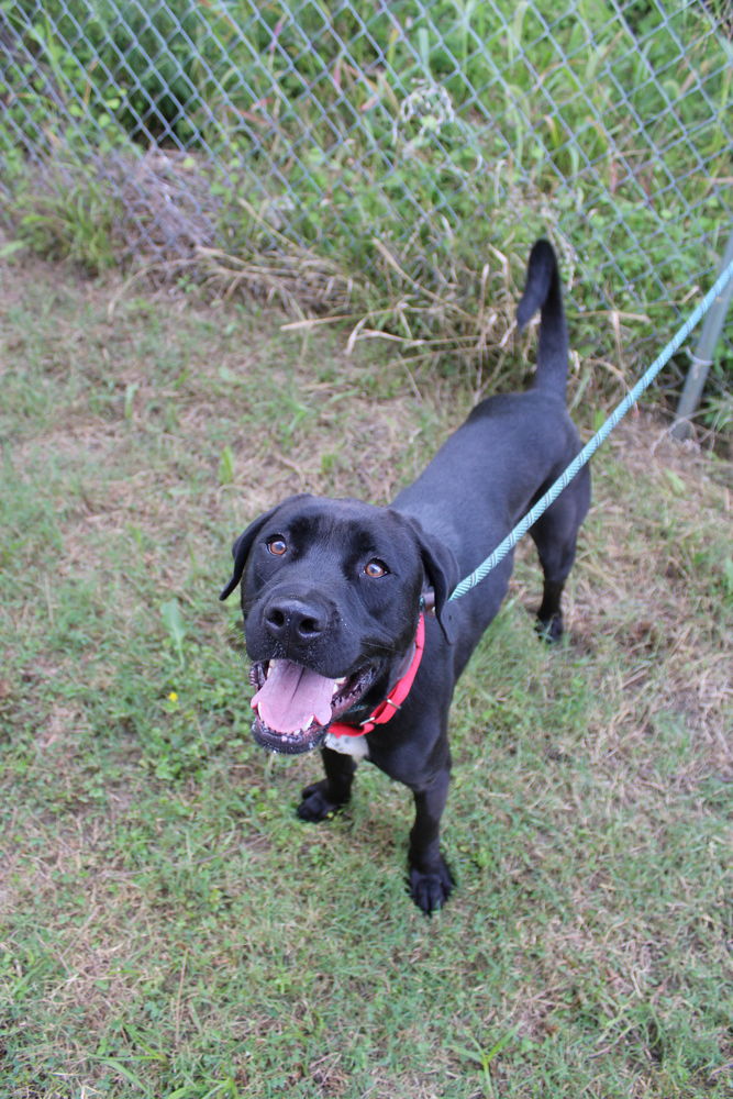 adoptable Dog in Evansville, IN named Dexter