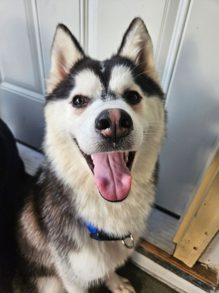 adoptable Dog in Evansville, IN named Tony