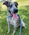 adoptable Dog in Evansville, IN named Meeko