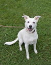 adoptable Dog in , IN named Betty White