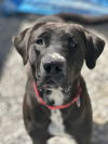 adoptable Dog in Evansville, IN named Dara