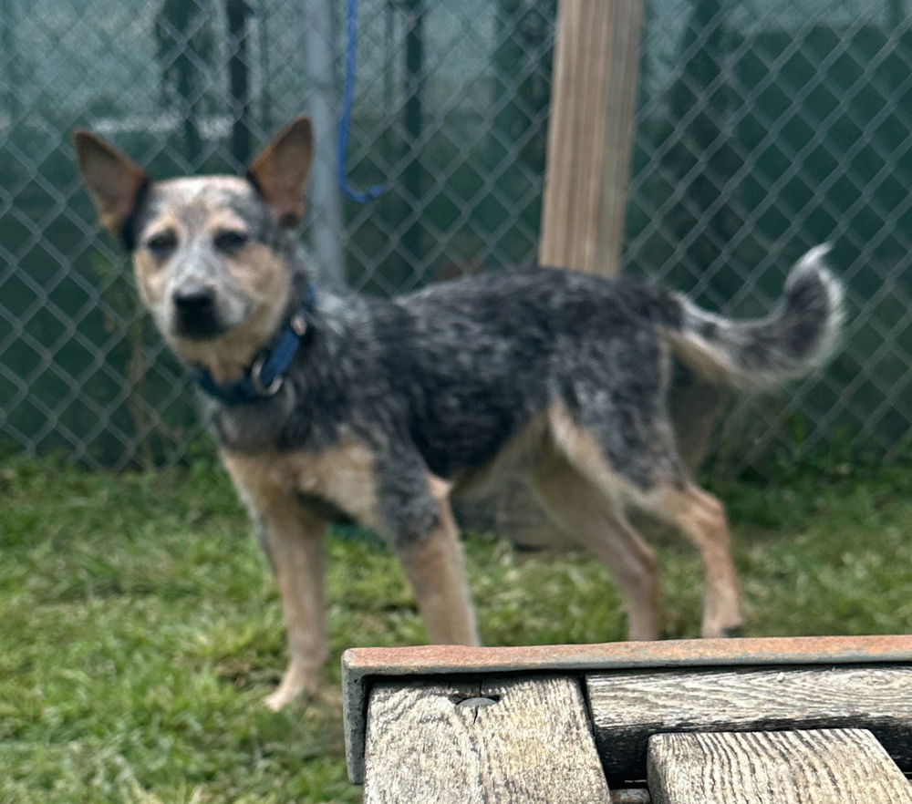 adoptable Dog in Evansville, IN named Huey