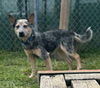 adoptable Dog in Evansville, IN named Huey