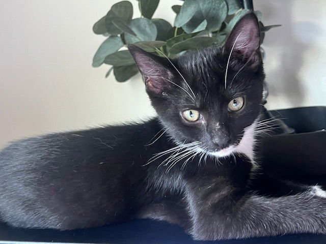 adoptable Cat in Evansville, IN named Tux