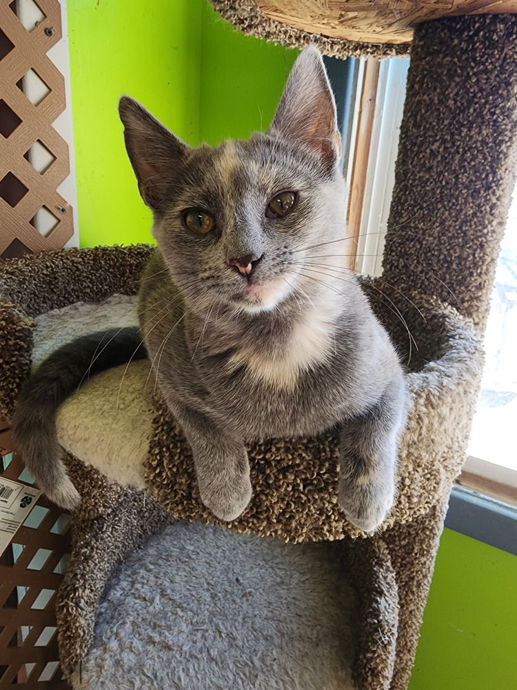 adoptable Cat in Evansville, IN named Ardelia