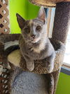 adoptable Cat in Evansville, IN named Ardelia