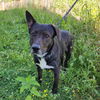 adoptable Dog in Evansville, IN named Bear Paw