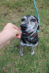 adoptable Dog in Evansville, IN named Brie