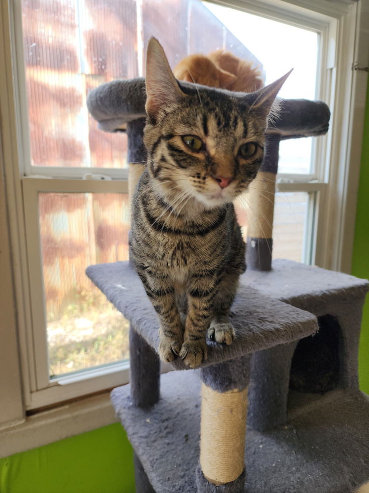 adoptable Cat in Evansville, IN named Demi