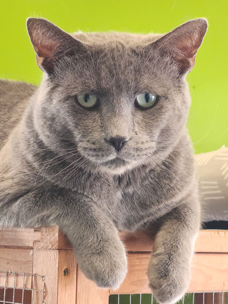 adoptable Cat in Evansville, IN named Joe