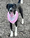 adoptable Dog in Evansville, IN named Rowena