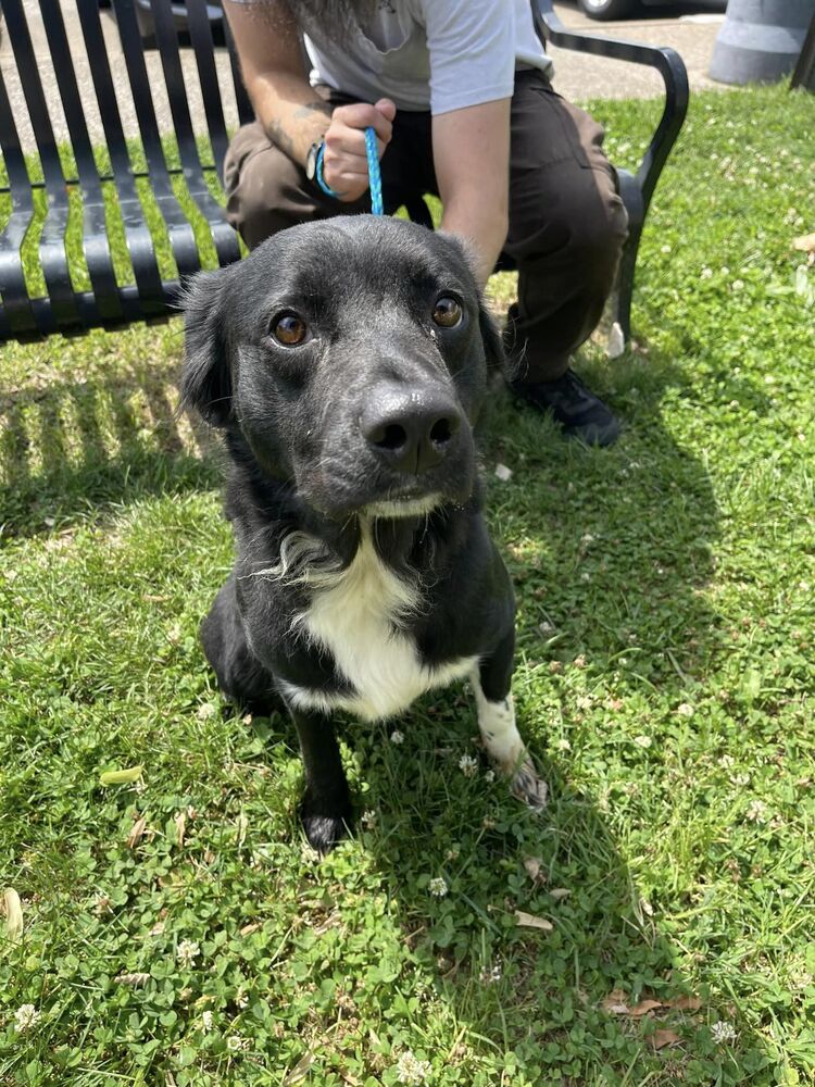 adoptable Dog in Evansville, IN named Daisy Sue