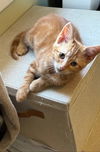 adoptable Cat in Evansville, IN named Ginger