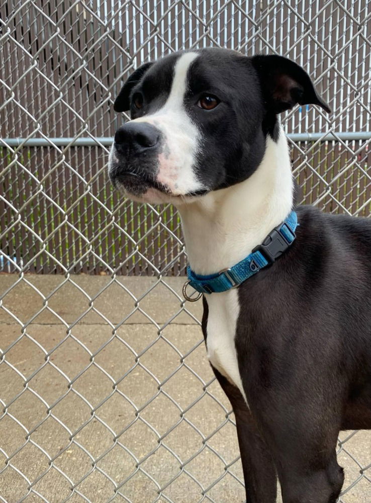 adoptable Dog in Evansville, IN named Poseidon