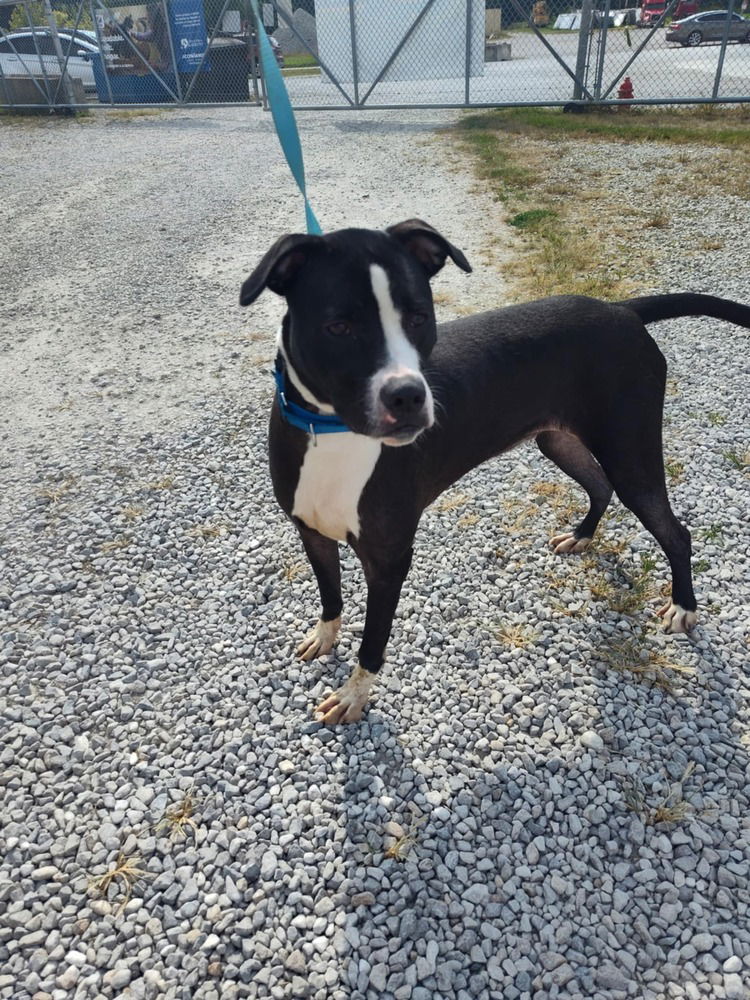 adoptable Dog in Evansville, IN named Poseidon