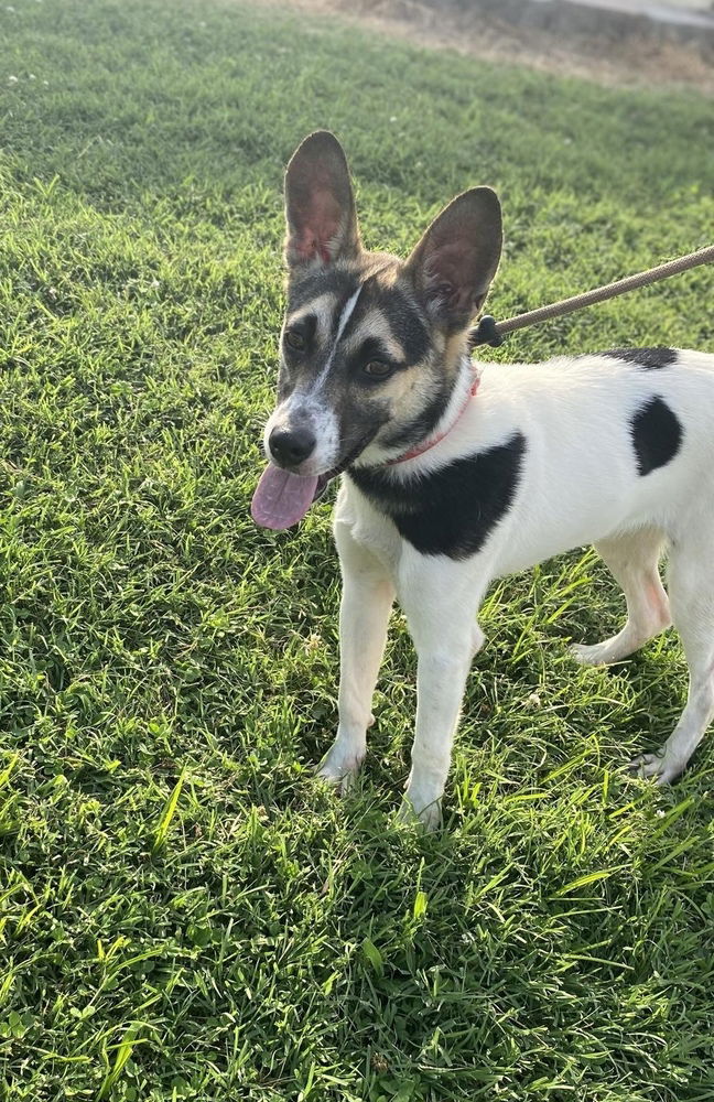 adoptable Dog in Evansville, IN named KeKe