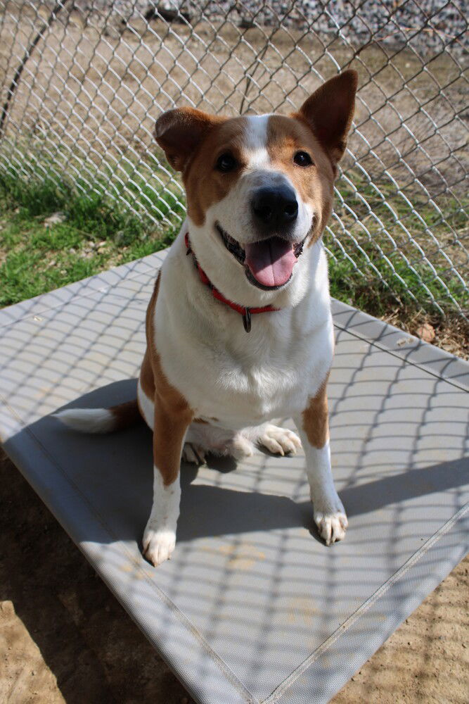 adoptable Dog in Evansville, IN named Tom Tom