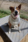 adoptable Dog in , IN named Tom Tom