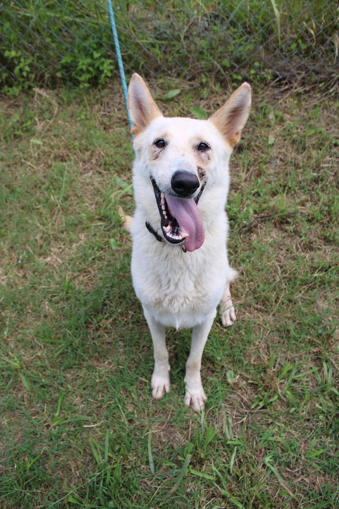 adoptable Dog in Evansville, IN named LuLu