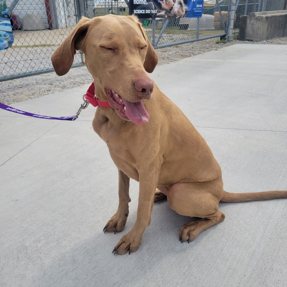 adoptable Dog in Evansville, IN named Roxie