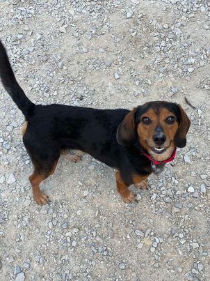 adoptable Dog in Evansville, IN named Raider