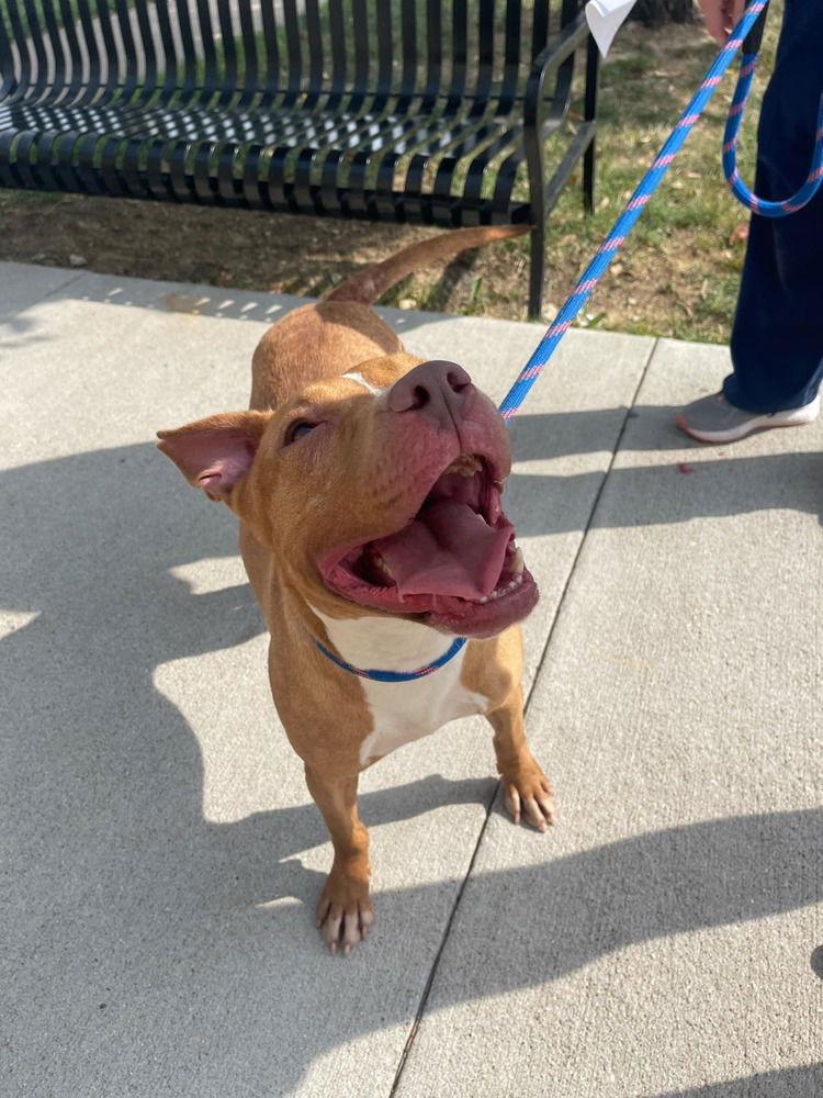 adoptable Dog in Evansville, IN named Majora