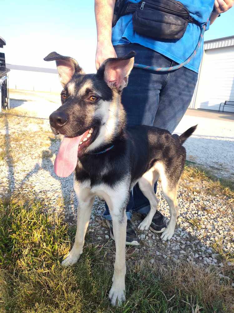 adoptable Dog in Evansville, IN named Zep