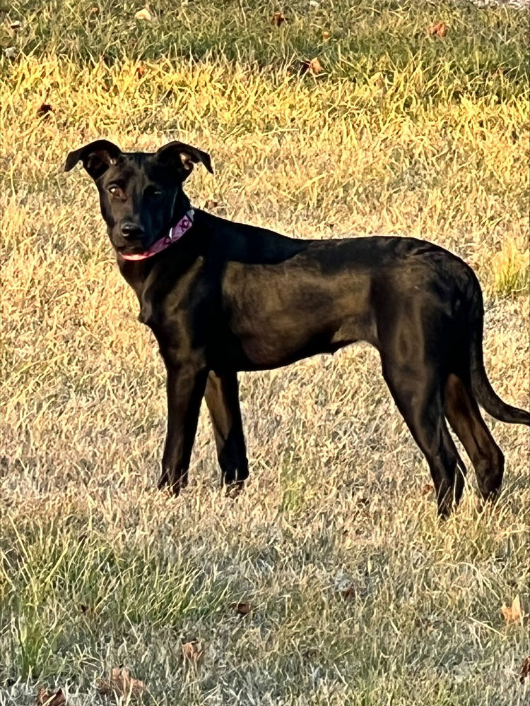 adoptable Dog in Evansville, IN named Sassy