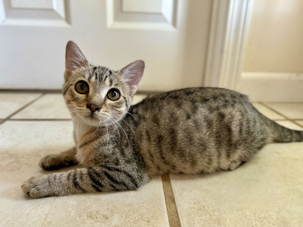 adoptable Cat in Evansville, IN named Reverie