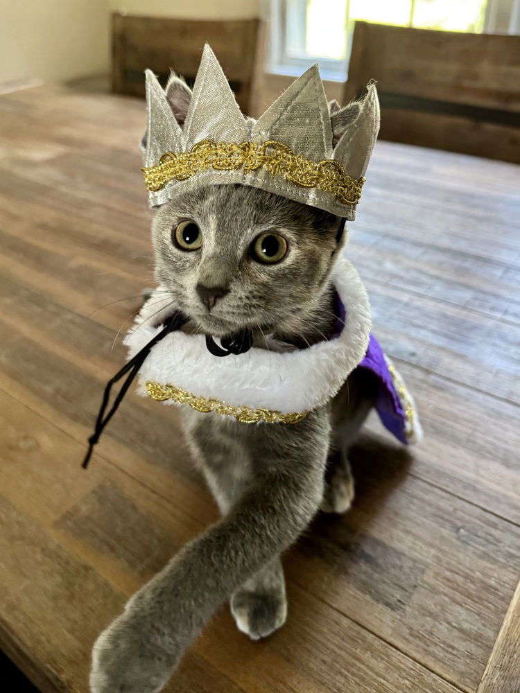 adoptable Cat in Evansville, IN named Ocean