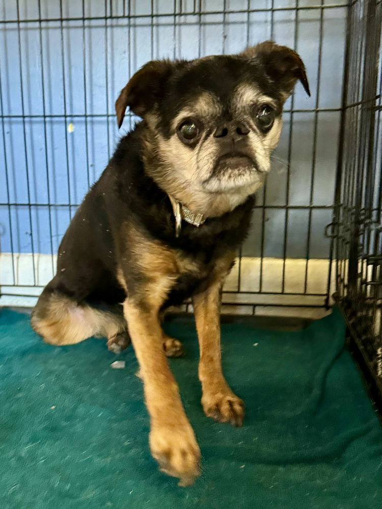 adoptable Dog in Evansville, IN named Beckett