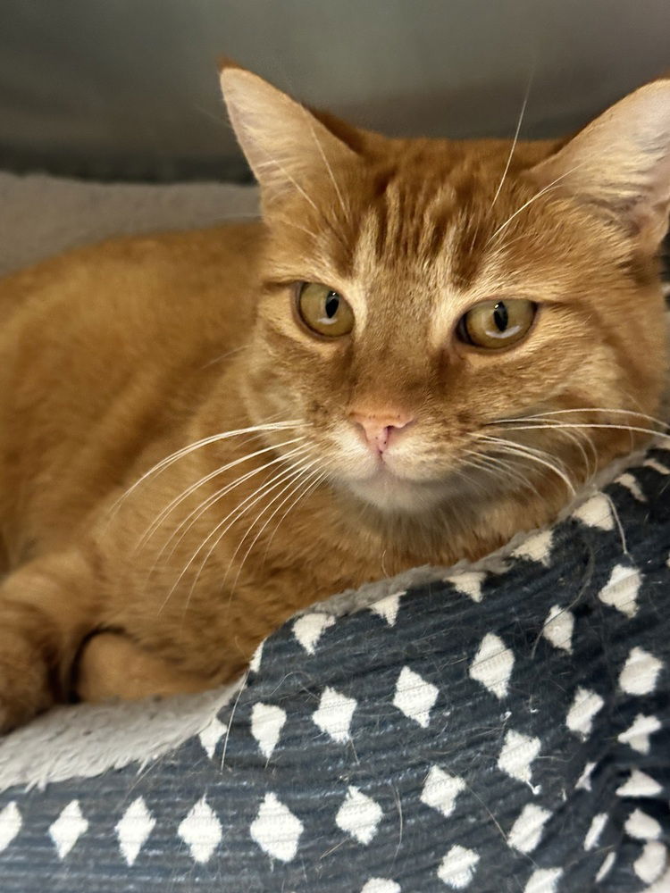 adoptable Cat in Evansville, IN named Karyn