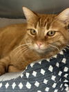 adoptable Cat in Evansville, IN named Karyn