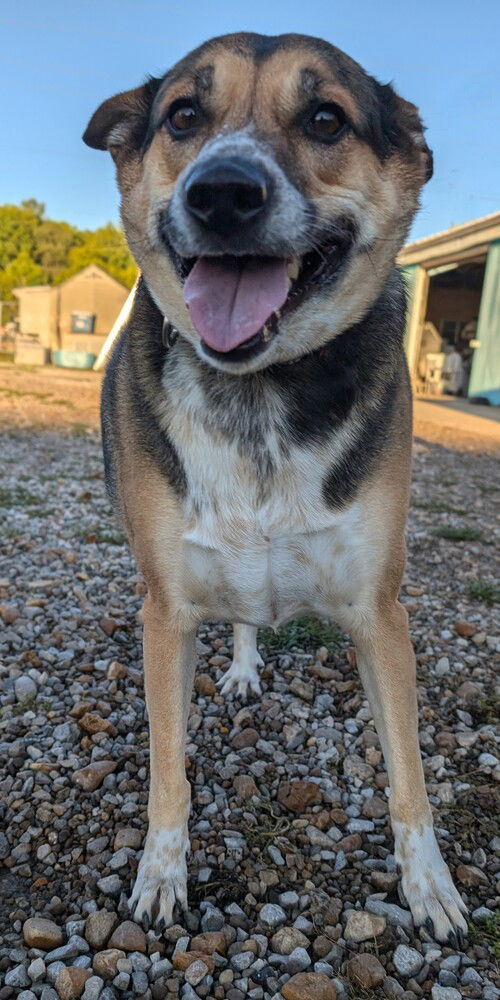 adoptable Dog in Evansville, IN named Star