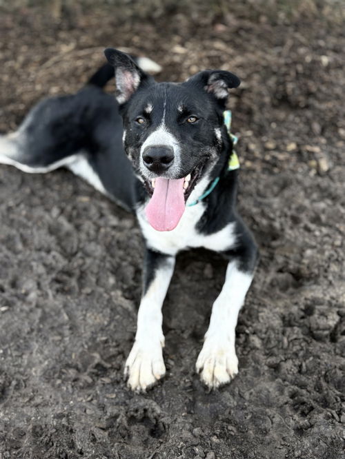 picture of the dog needing adoption