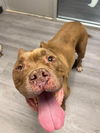 adoptable Dog in evansville, IN named Dozier