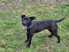 adoptable Dog in evansville, IN named Buffy