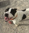 adoptable Dog in evansville, IN named Buddy Zander