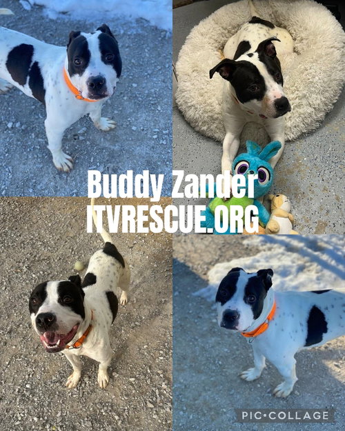 BUDDY ZANDER - Pit Bull Terrier available for adoption
