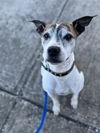 adoptable Dog in evansville, IN named Tyson