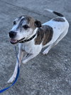 Tyson - Photo 2