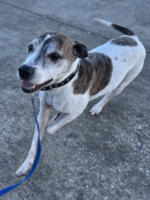 TYSON - Boxer / Pit Bull Terrier available for adoption