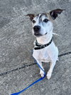 Tyson - Photo 4