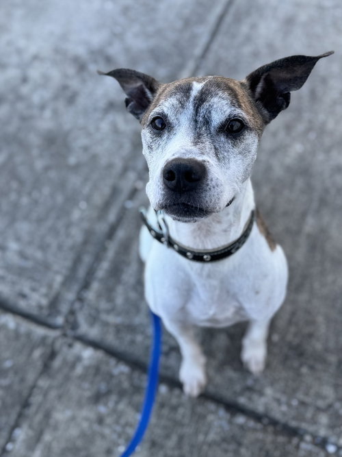 TYSON - Boxer / Pit Bull Terrier available for adoption
