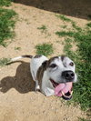 Tyson - Photo 3