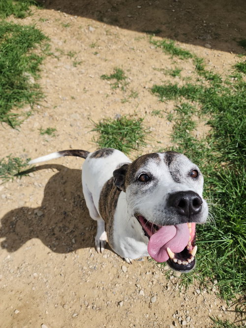 Tyson, photo 3